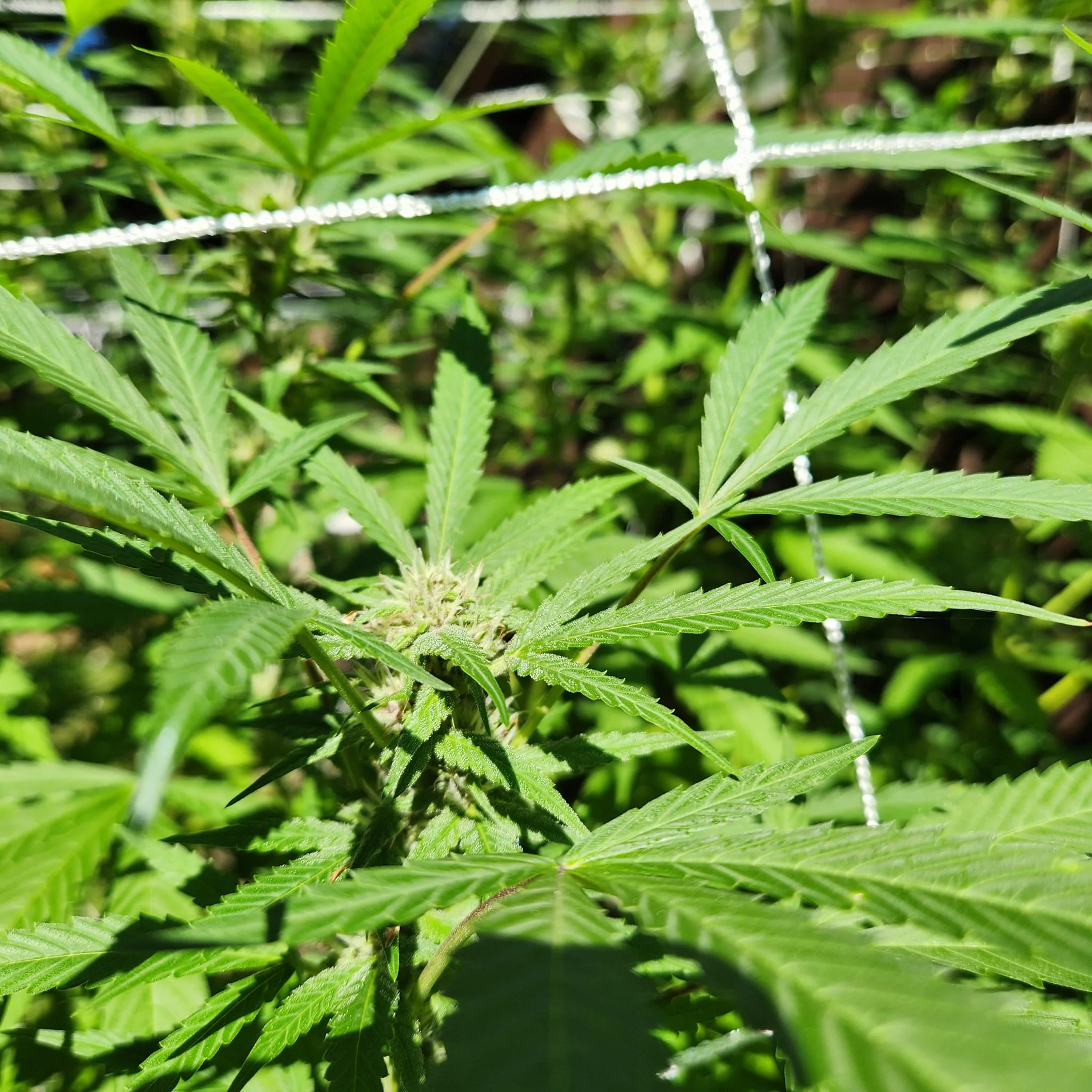 Cannabis plants growing on outdoor trellis system